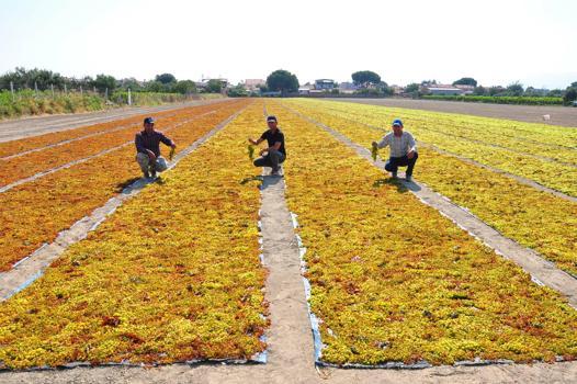 Türkiye'nin üzüm ambarı Manisa'da yılın ilk hasadı başladı