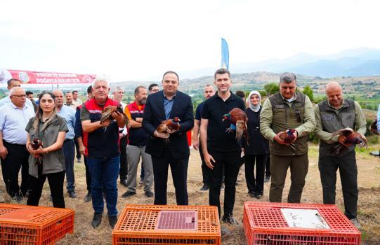 Tokat'ta 1500 sülün ve keklik doğaya salındı