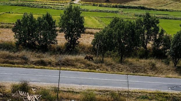 Belediye başkanından vatandaşlara ‘bozayı’ uyarısı