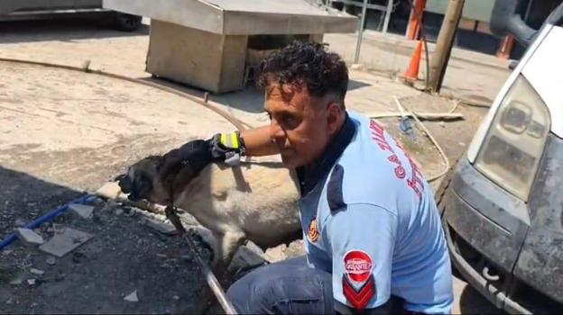 Konteynerin altında mahsur kalan köpek ile 7 yavrusu kurtarıldı