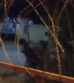 Arnavutköy'de ata şiddet uygulayan şüpheli kamerada