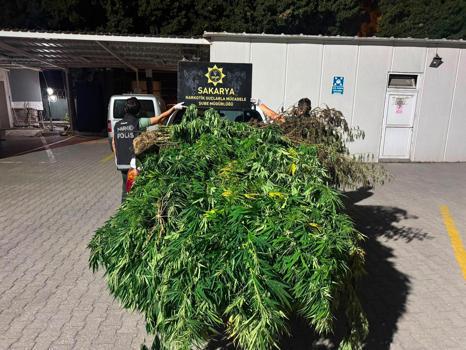 Sakarya'da 10 kilo esrar ve 50 kök Hint keneviri ele geçirildi