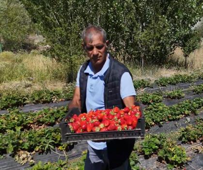 Hobi olarak çilek yetiştiriciliğine başladı, hibe desteğiyle üretim alanını artırdı/Ek fotoğraf