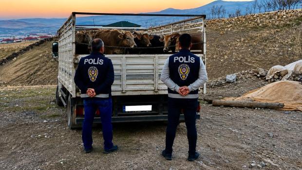 Kırşehir'de mandıradan 10 büyükbaş çalan şüpheli tutuklandı