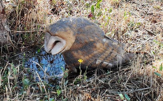 Sivas'ta bitkin halde bulunan peçeli baykuş, tedaviye alındı