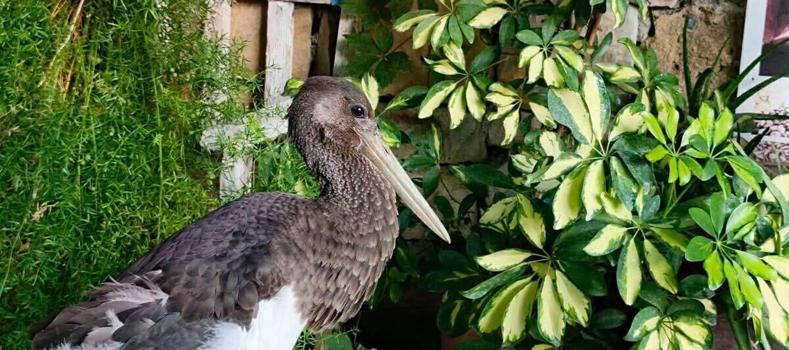 Uçamaz halde bulunan ‘karaleylek’ korumaya alındı