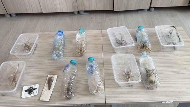 Nemrut Dağı'ndan çekirge toplayan 2 kişiye 1,4 milyon lira ceza