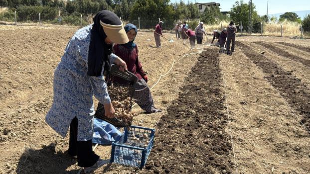 Kilosu 650 bin TL’den satılan safran toprakla buluştu