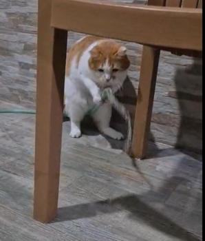 Kedi ‘Balım’, patisiyle hortumu kaldırıp su içti