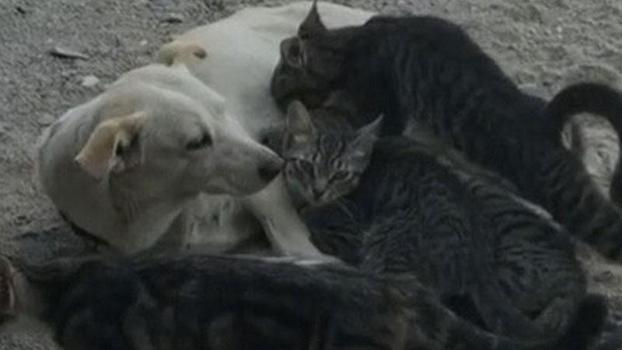 Köpek, kedi yavrularını emzirirken görüntülendi