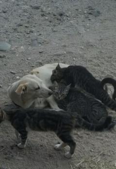 Köpek, kedi yavrularını emzirirken görüntülendi