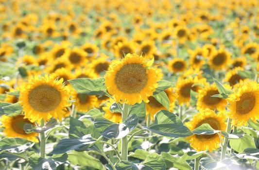 Aksaray'dan Avrupa ve Japonya'ya 500 ton ayçiçeği balı ihracatı