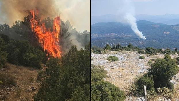 Muğla'da orman yangını