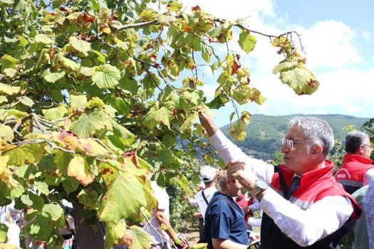 Samsun'da fındık hasadı başladı