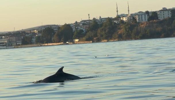 Tekirdağ açıklarında yunuslar tekneye eşlik etti
