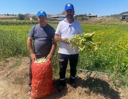 Deneme amaçlı ektikleri şeker fasulyesi üretimi 5 yılda bin dönüme ulaştı