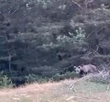 Tokat’ta çoban, karşılaştığı yavru ayıyı görüntüledi