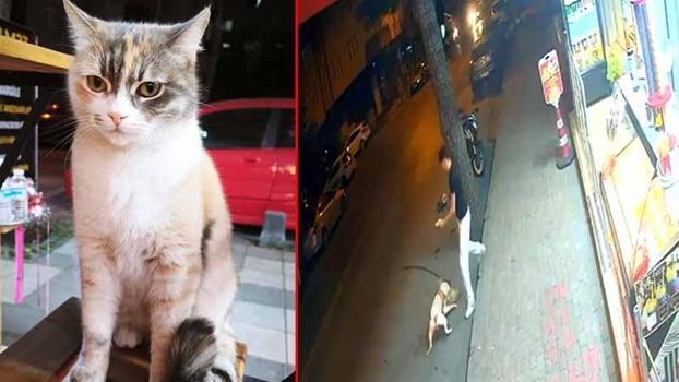 Bağcılar’da dobermanın saldırdığı kedi ‘Bambi’ öldü: 'Bugün kedi yarın sizin çocuğunuz'