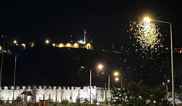 Kelebeklerin 'ölüm dansı' görüntülendi