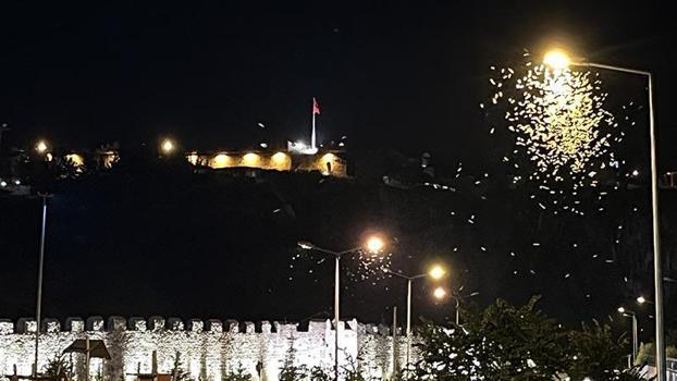 Kelebeklerin 'ölüm dansı' görüntülendi