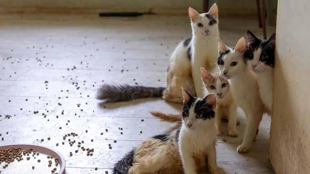 ‘Çöp ev’ ihbarın giden ekipler adreste 100 kedi buldu