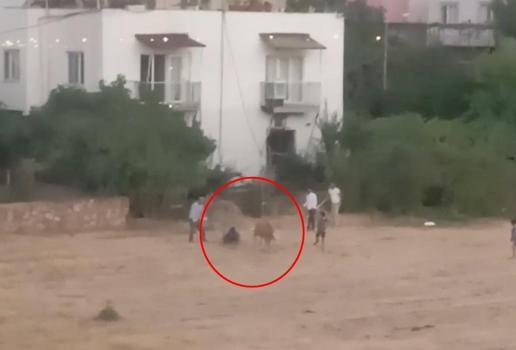 Kaçan inek sahibini yere düşürdü; o anlar kamerada