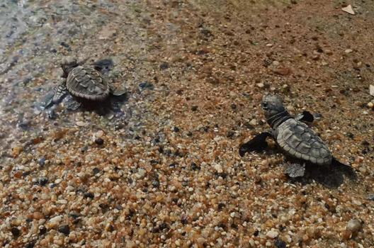 Kuşadası’nda caretta caretta yavruları denizle buluştu