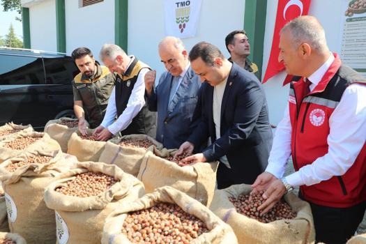 Ordu TMO’da fındık alımı başladı