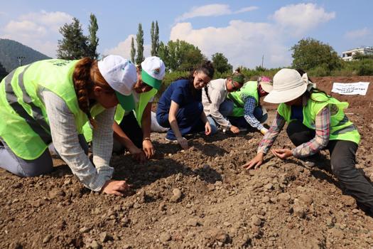 Toroslar’da kırmızı altın safran toprakla buluştu