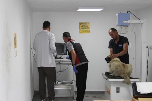 Ciple köpeğin üzerinden geçti; o anlar anlar kamerada (2)