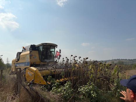 Düziçi’nde ayçiçek hasadı