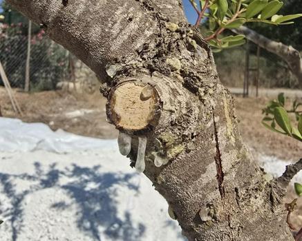 Muğla’da sakız hasadı başladı
