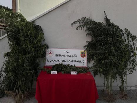 Kamu arazisinde yetiştirdiği Hint kenevirlerini sularken yakalandı