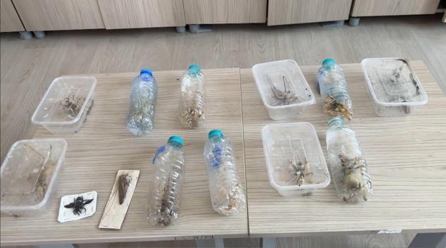 Yabancıların canlı çekirge toplarken yakalanmasına, uzmandan ‘genetik çalışma’ uyarısı