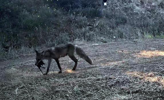 Ganos Dağı'nda yaban hayatı fotokapana yansıdı