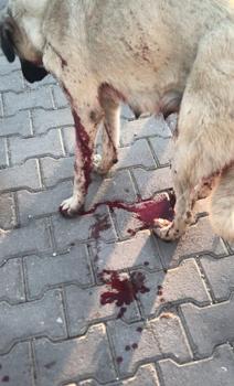 Köpeği yaralayıp, yavrusunu öldüren şüpheliye ev hapsi