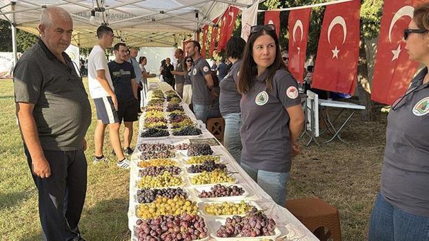 Tekirdağ'da 'Bağ Bozumu Şenliği' düzenlendi