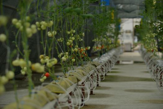 Çay atığı dövize dönüşecek; 'çaykopit’le üretimde ilk mahsuller alındı