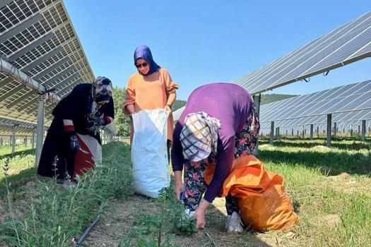 Samsun GES'te agrivoltaik tarımda hasat zamanı