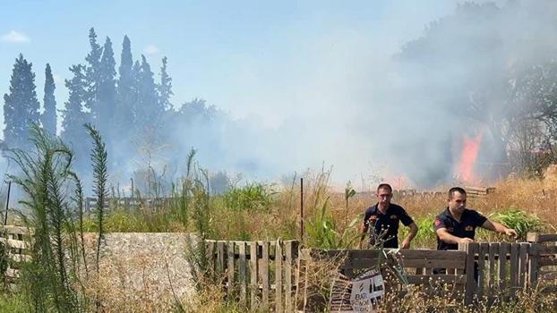 Aydın'da ot yangınında alevler zeytinliğe sıçradı