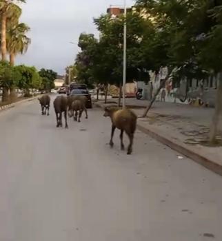Hatay'da başıboş anguslar yola çıktı; görenler şaşırdı