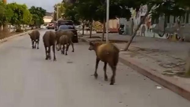Hatay'da başıboş anguslar yola çıktı; görenler şaşırdı