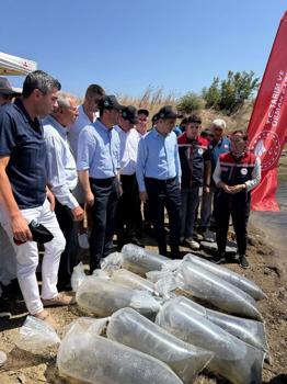 İpsala’da gölete 2 bin yavru sazan balığı bırakıldı
