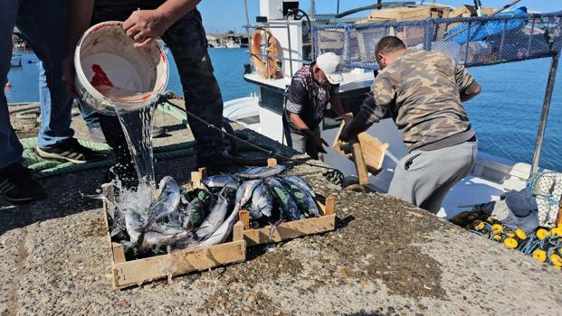 Zonguldak’ta balıkçılar 50 ton balıkla döndü