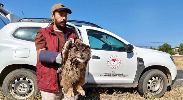 Yaralı puhu kuşu korumaya alındı