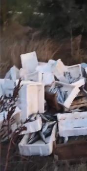 Arnavutköy'de kasalar dolusu bozuk balığı araziye döktü; 40 bin lira para cezası kesildi