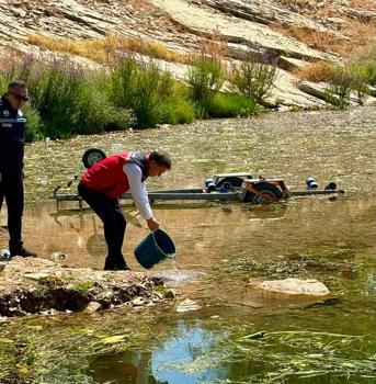 Hatay'da baraj ve göllere 682 bin sazan balığı yavrusu bırakıldı