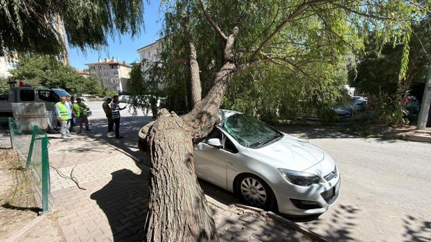 Park halindeki otomobilin üzerine ağaç devrildi
