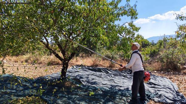 Manisa'da badem hasadı başladı; 625 ton rekolte bekleniyor