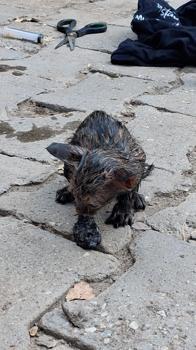 Zifte yapışan yavru kediyi itfaiyeciler kurtardı